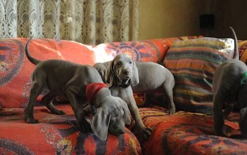 weimaraner razza canina