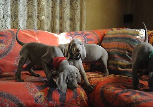 weimaraner razza canina