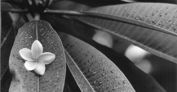 Dal 2 giugno al 23 luglio mostra fotografica “Naturalis Historia”