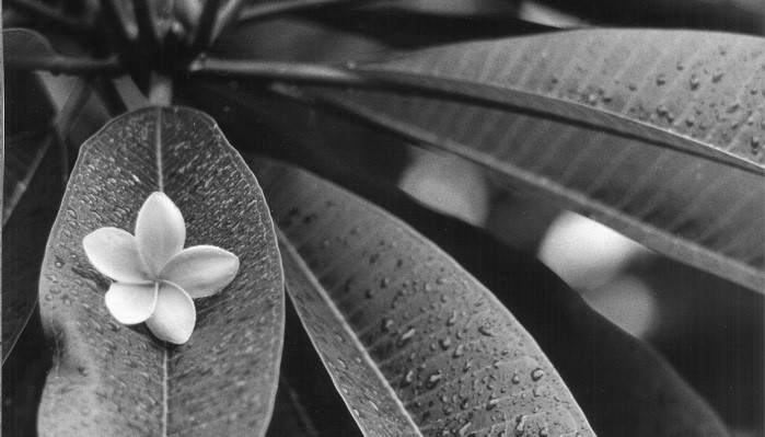 Dal 2 giugno al 23 luglio mostra fotografica “Naturalis Historia”