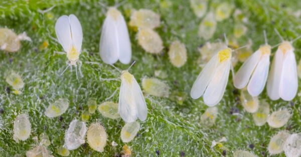 Giardinaggio: come difendere le piante da aleurodidi e tripidi