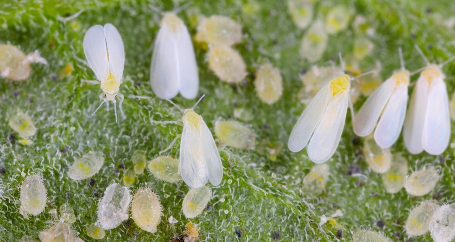 Giardinaggio: come difendere le piante da aleurodidi e tripidi